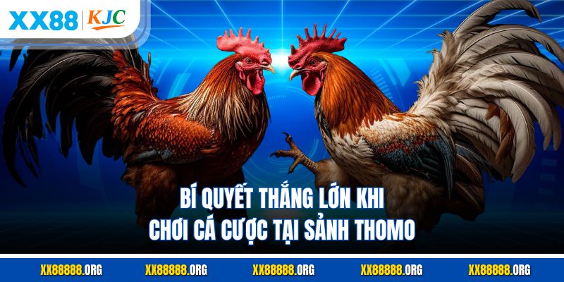 Bí quyết thắng lớn khi chơi cá cược tại sảnh thomo