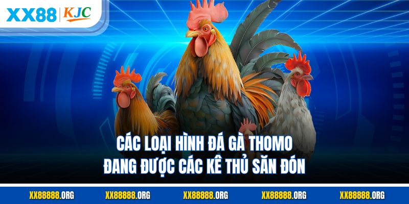 Các loại hình đá gà thomo đang được các kê thủ săn đón